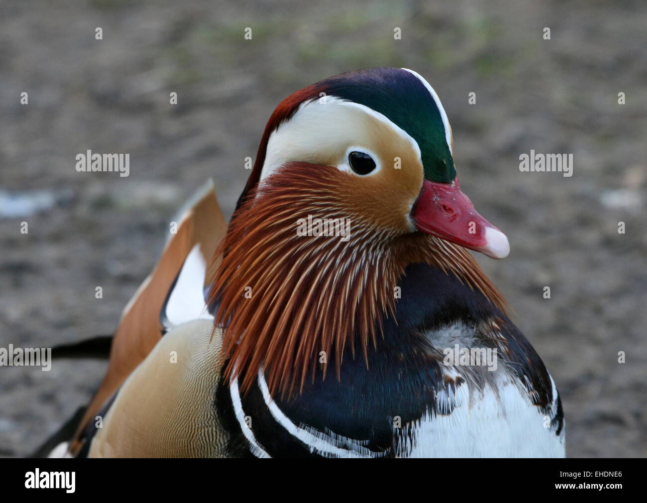 Männliche Mandarinente (Aix Galericulata)-Porträt Stockfoto
