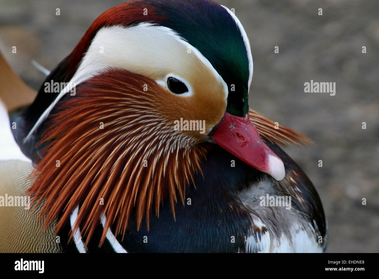 Männliche Mandarinente (Aix Galericulata)-Porträt Stockfoto
