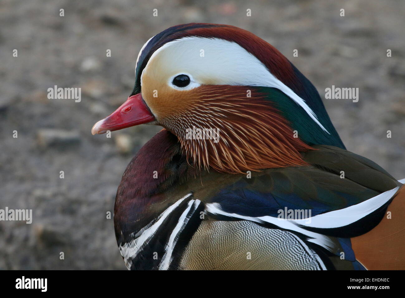 Männliche Mandarinente (Aix Galericulata) close-up Portrait, im Profil gesehen. Stockfoto