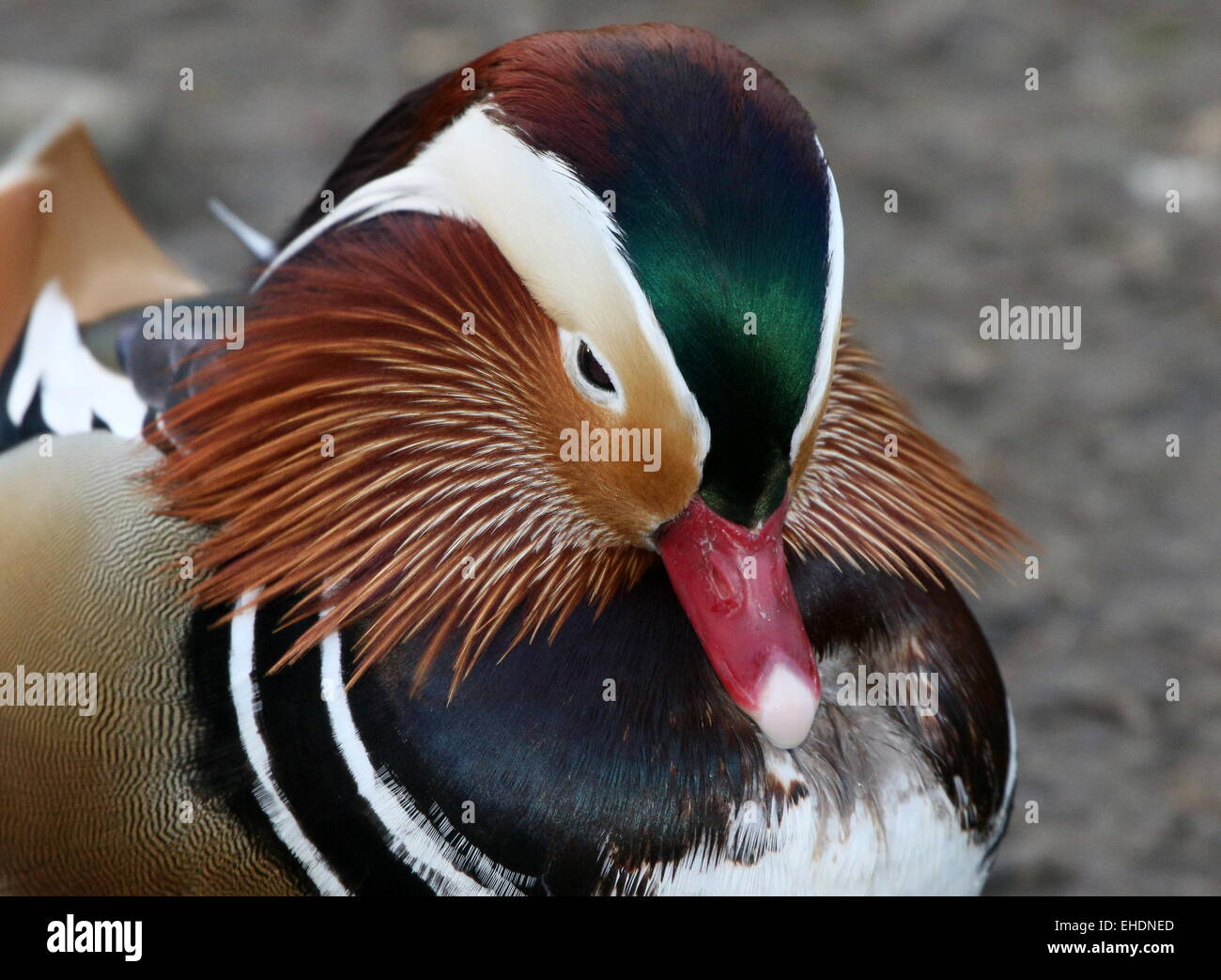 Männliche Mandarinente (Aix Galericulata)-Porträt Stockfoto