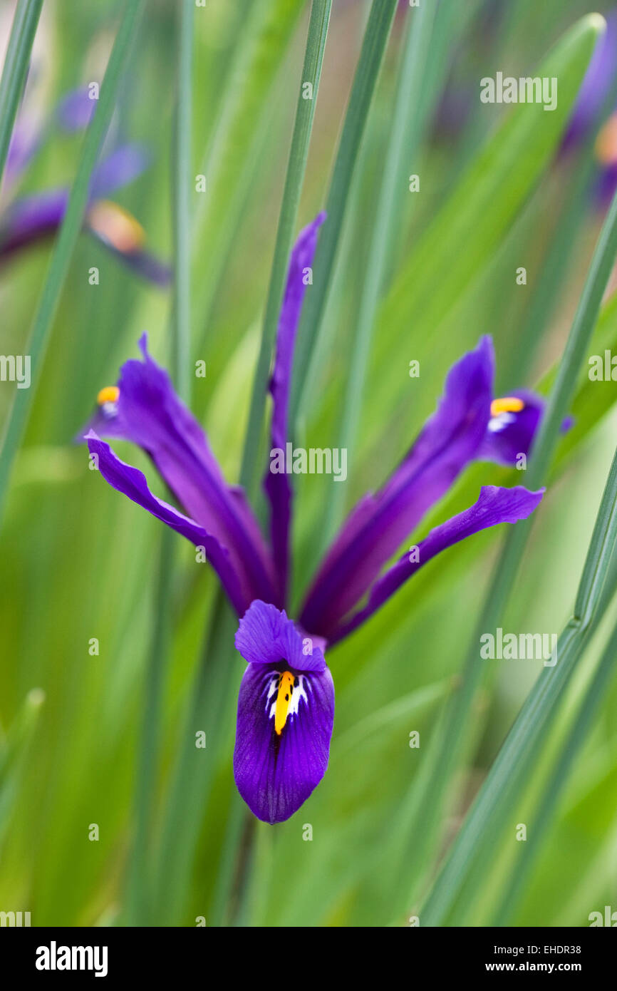 Blumen Iris reticulata 'Harmony'. Stockfoto