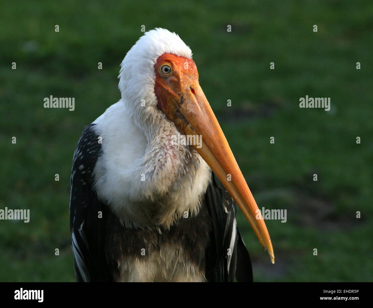 Bemalte Stork (Mycteria Leucocephala) Nahaufnahme von Oberkörper und Kopf, im Profil Stockfoto