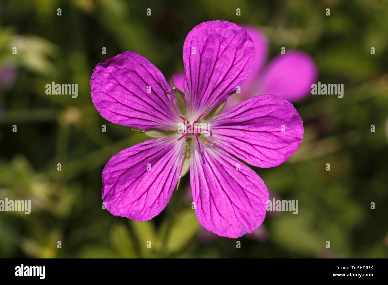 Geranium Palustre Sumpf-Storchschnabel Stockfoto