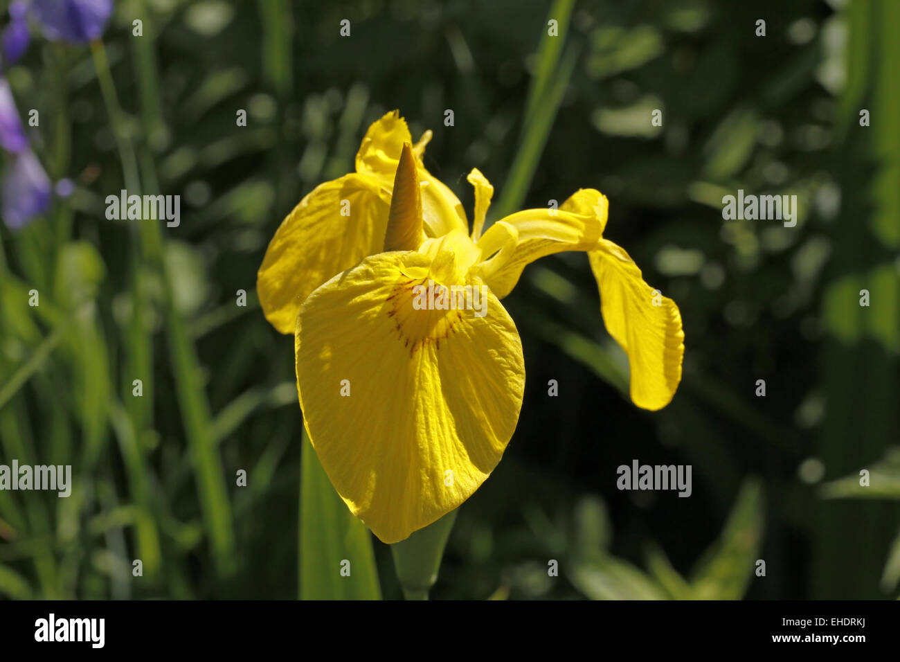 Iris Stockfoto