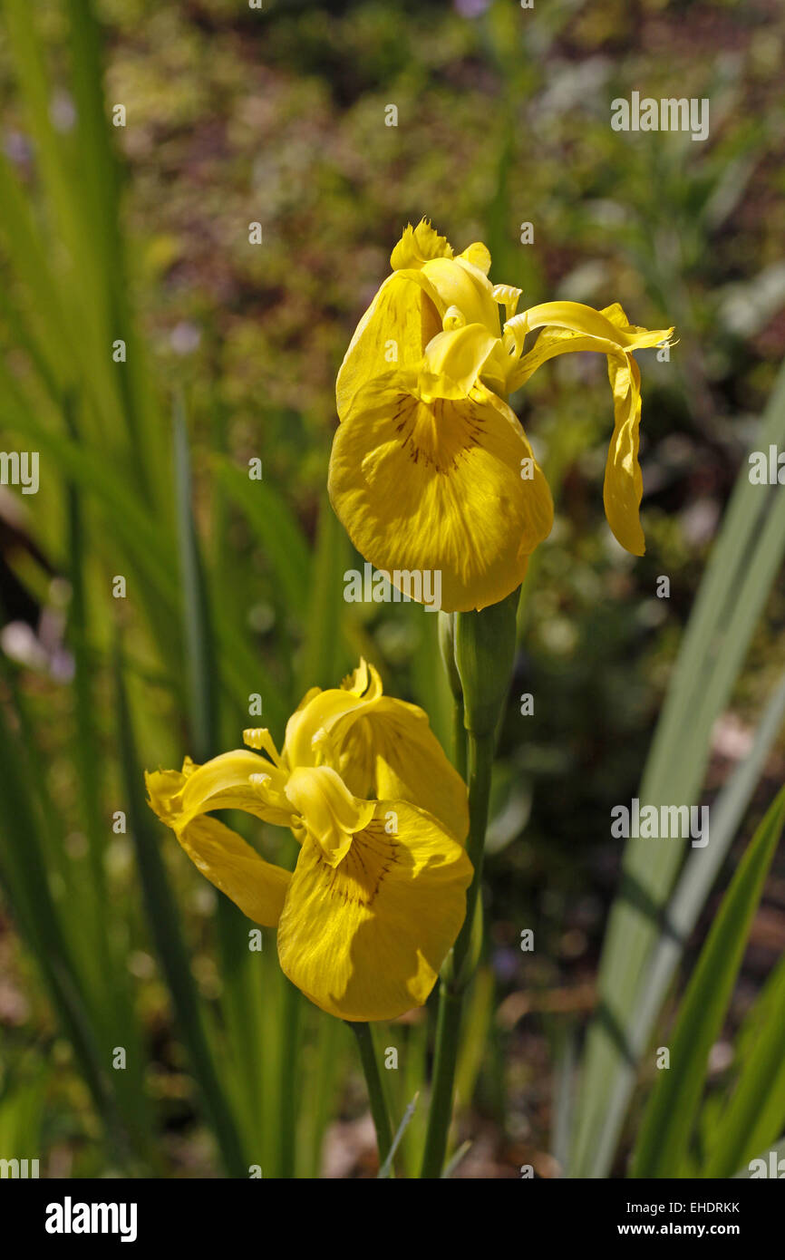 Iris Stockfoto