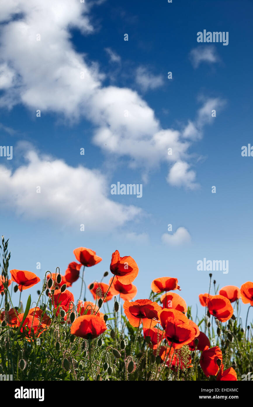 Mohnblumen Papaver rhoeas Stockfoto