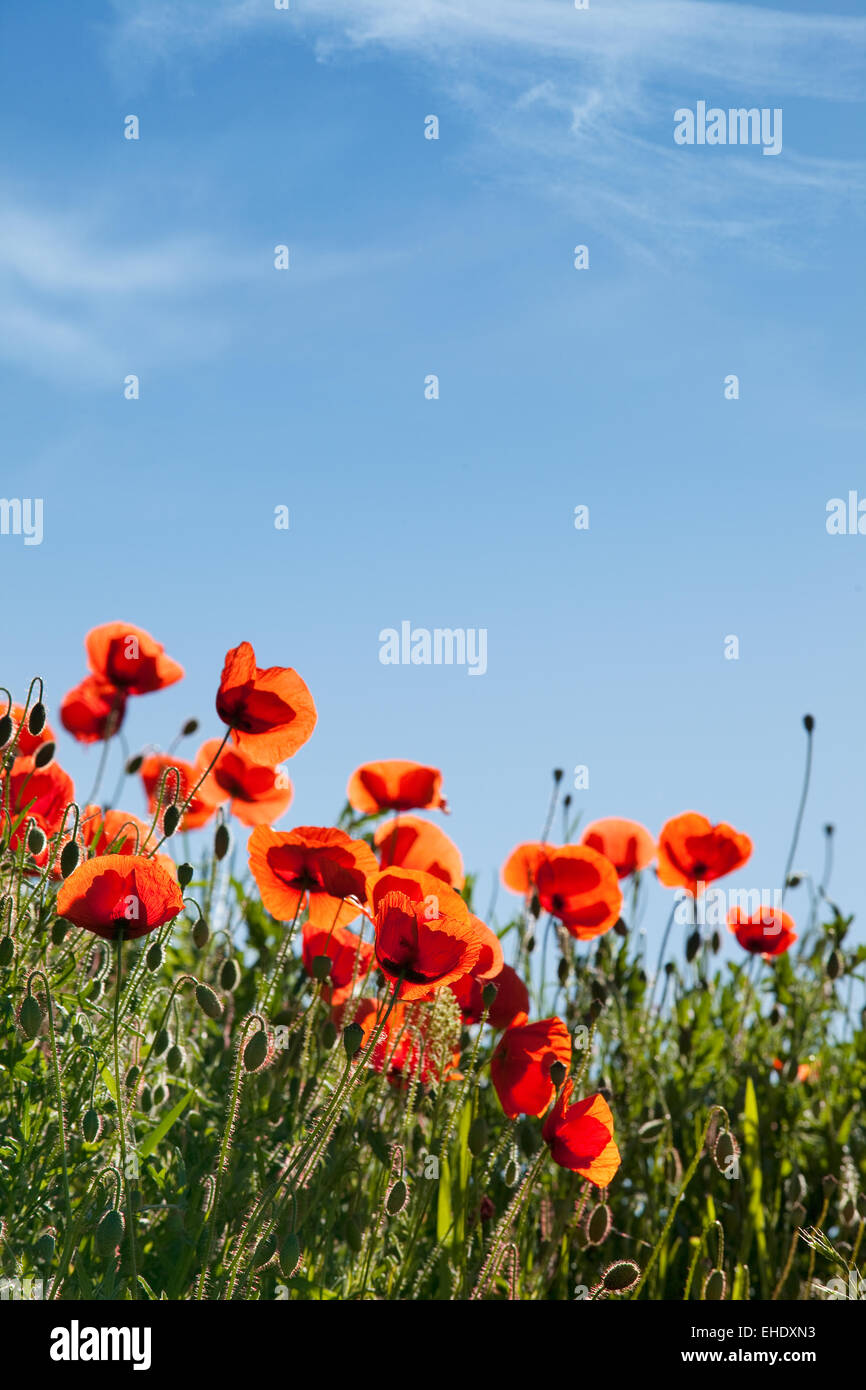 Mohnblumen Papaver rhoeas Stockfoto