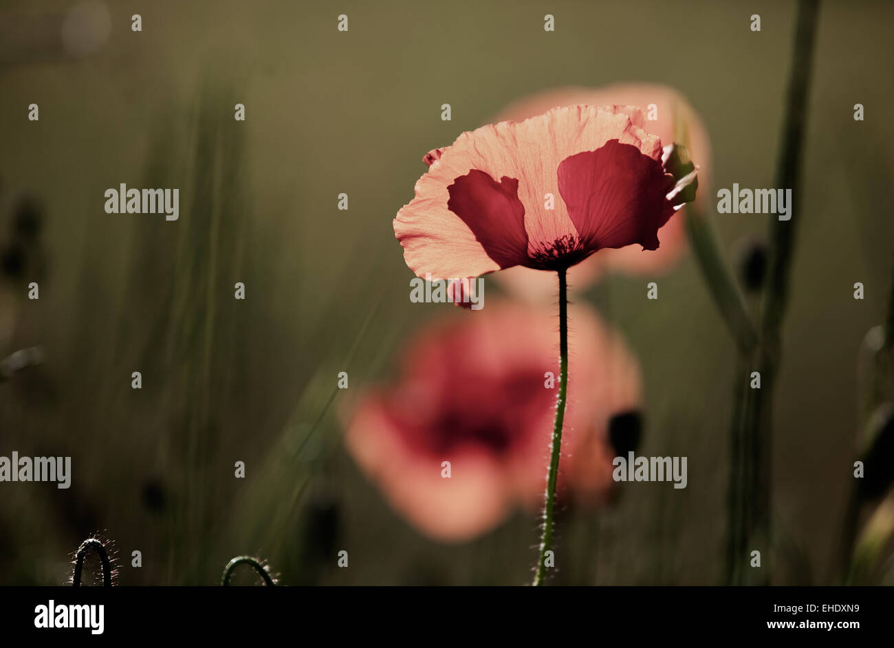 Mohnblumen Papaver rhoeas Stockfoto