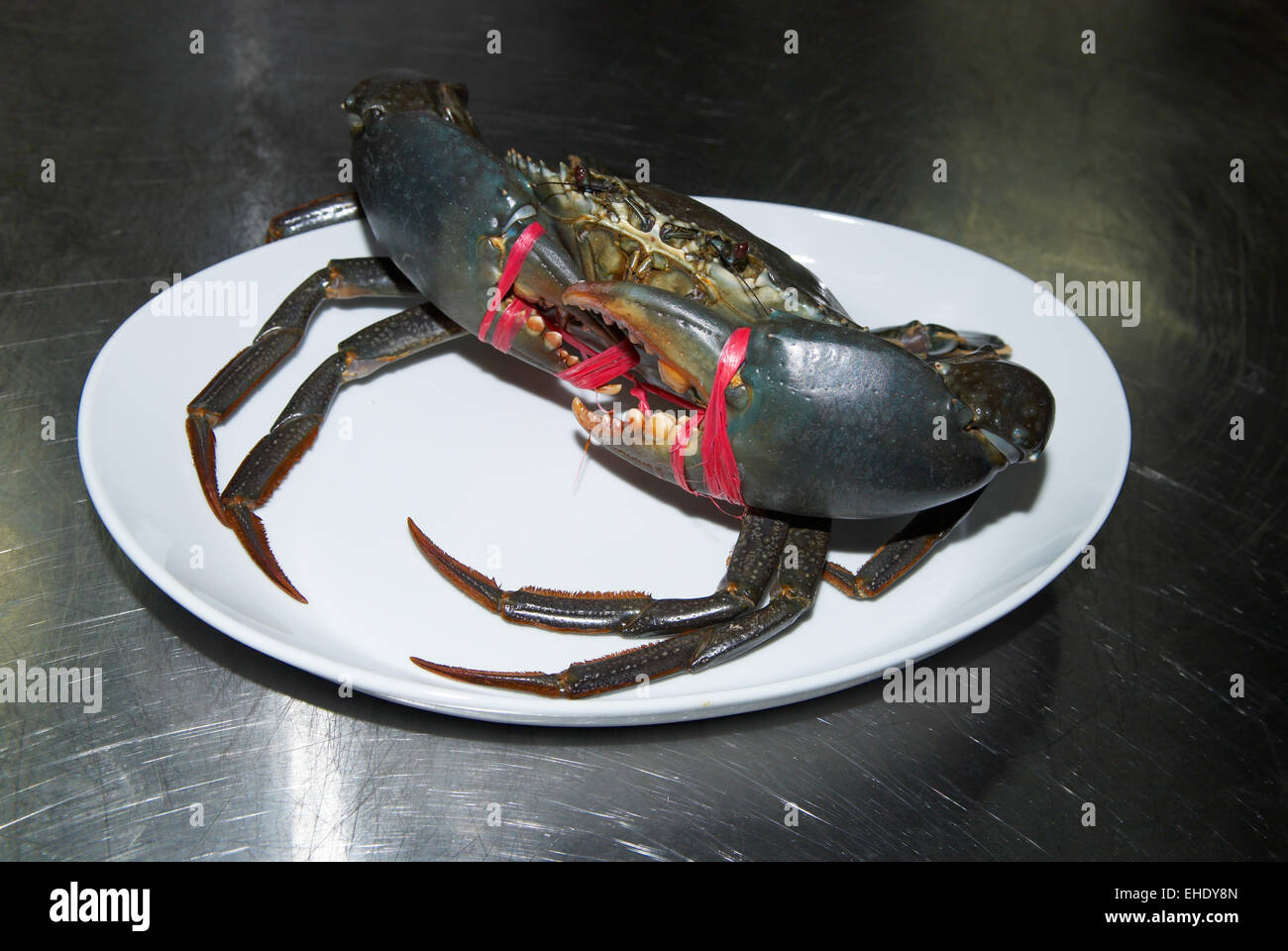 Große lebendig Krabben in der Küche des Restaurants Stockfoto