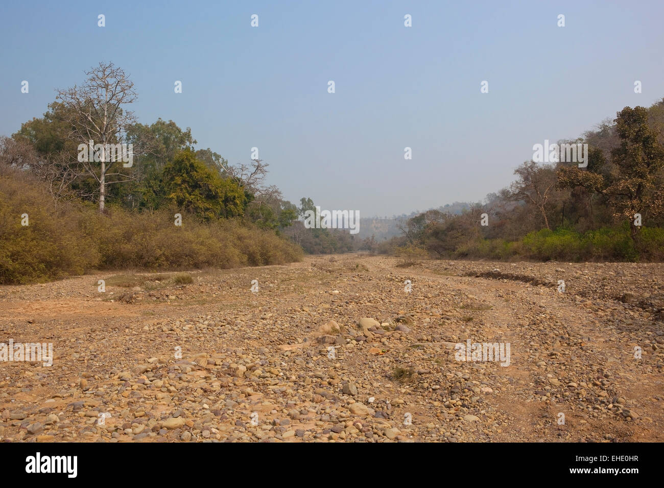 Mischwald am Ufer des ein ausgetrocknetes Flussbett in Morni Hügeln im indischen Bundesstaat Punjab Stockfoto