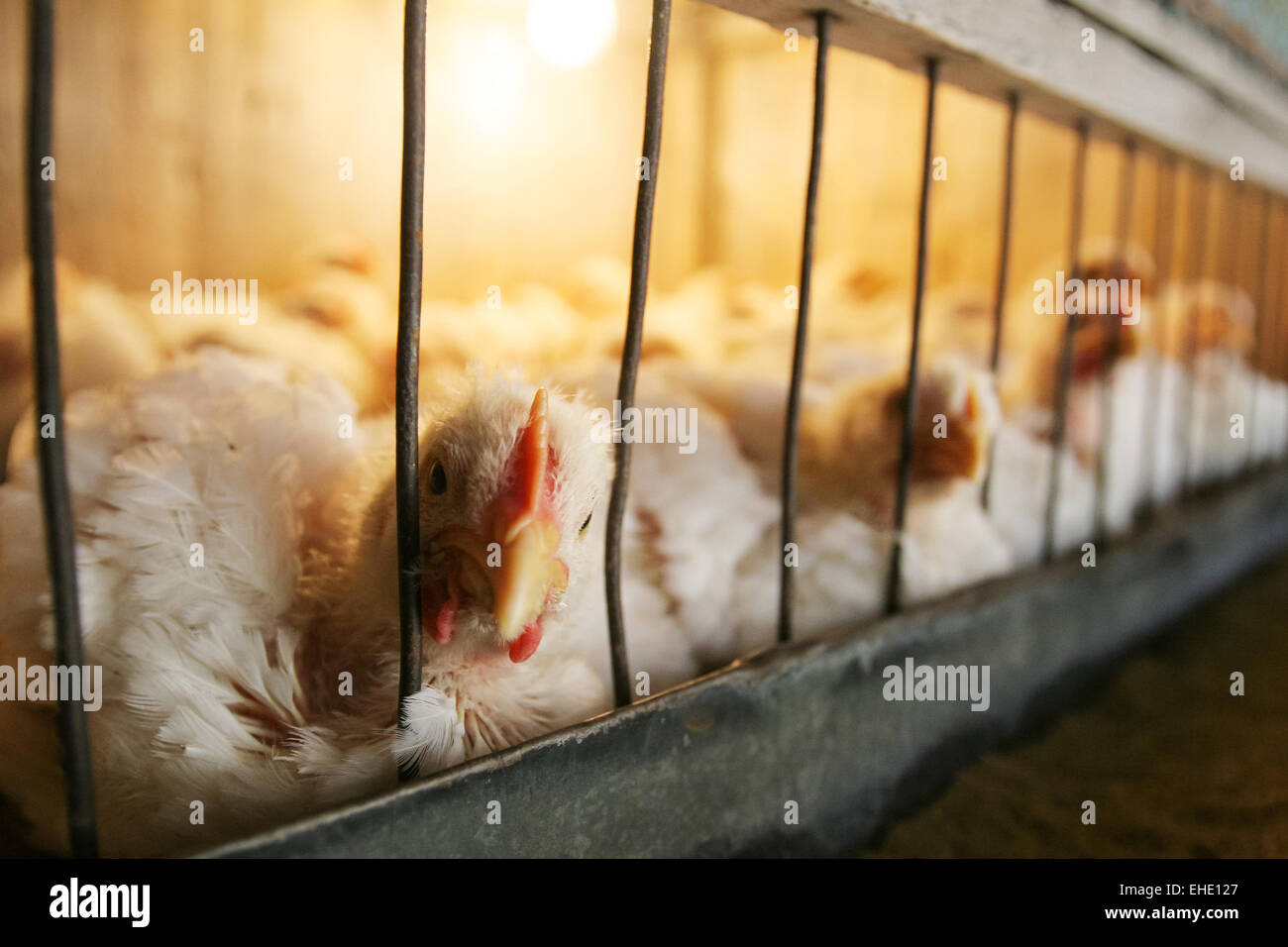 Eine Nahaufnahme von einer Gruppe von Hennen in einen Blick in die Kamera auf einer Hühnerfarm Stall... Stockfoto