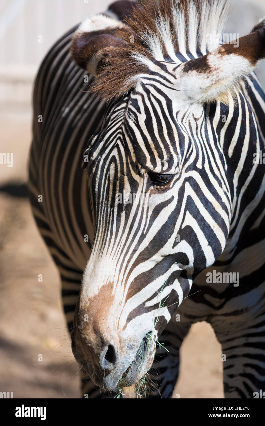 Eine Nahaufnahme von einem Zebra-Kopf mit Augen und Mähne Stockfoto