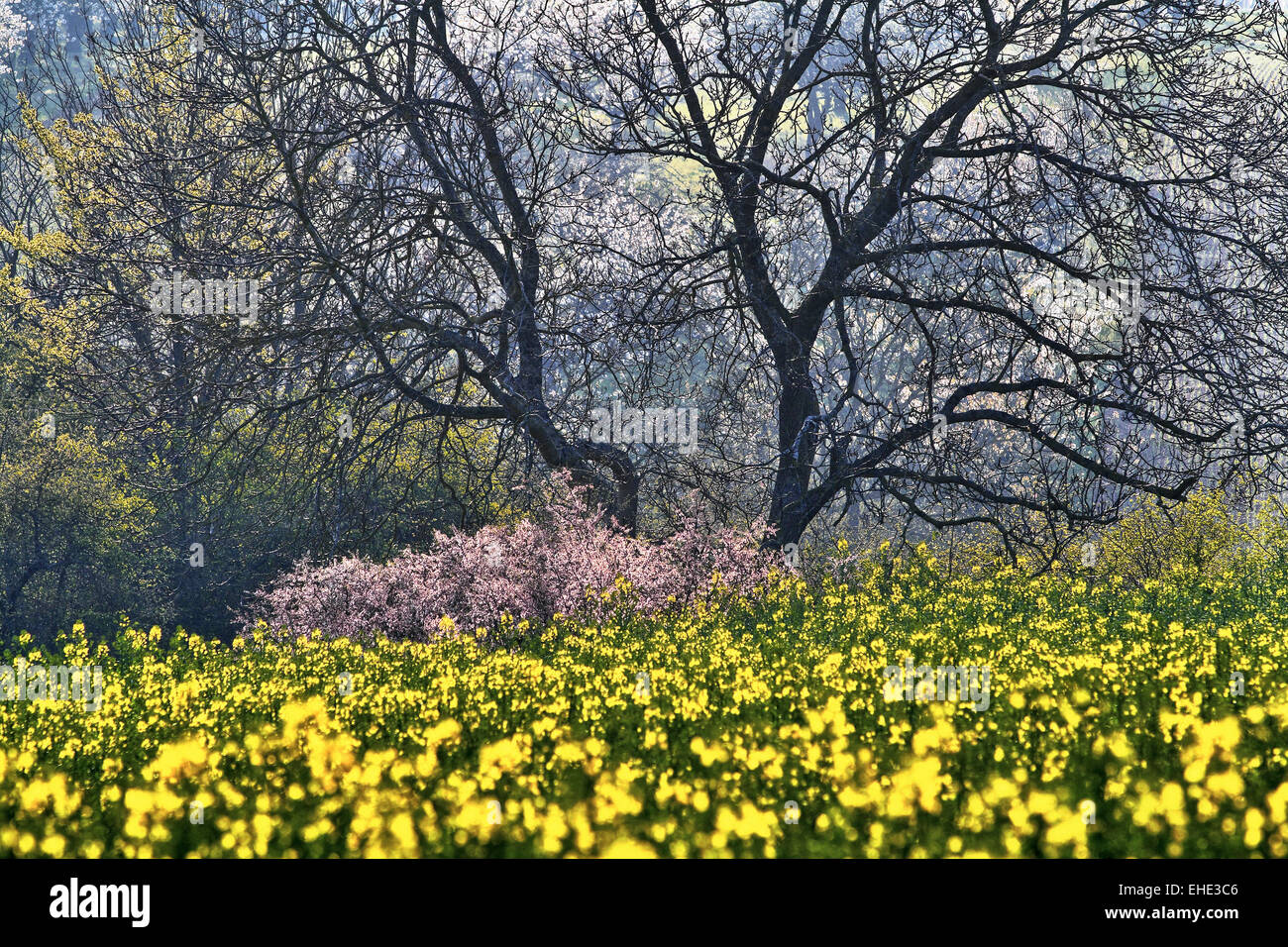 Landschaft im Frühling, Burgund, Frankreich Stockfoto