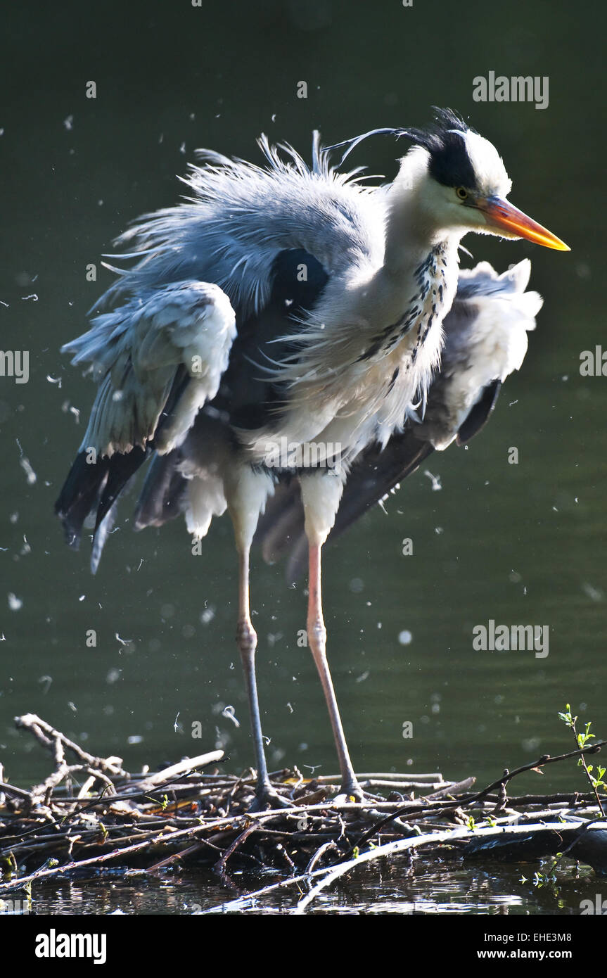 Graureiher Stockfoto