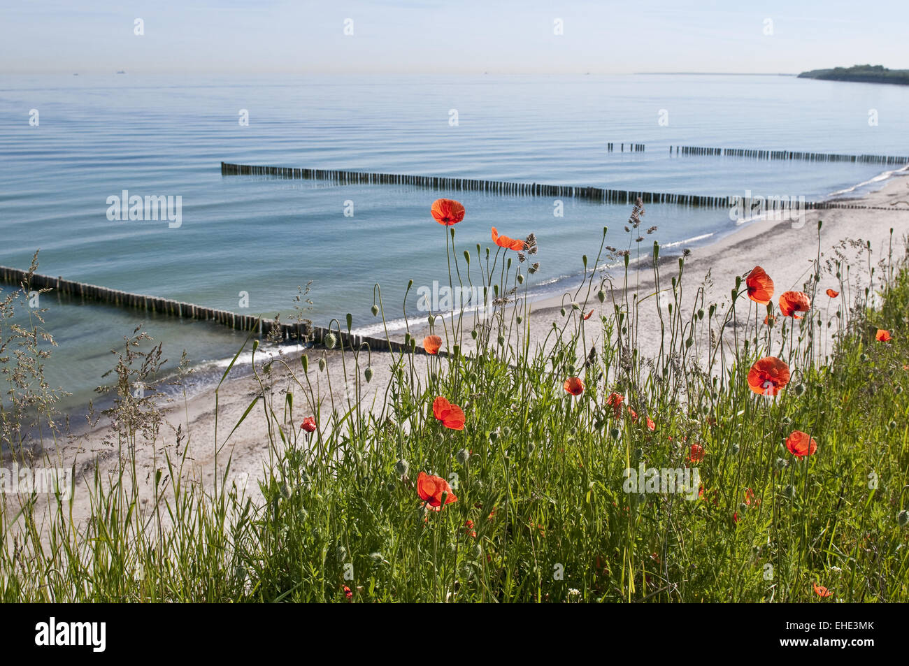 Mohn Stockfoto