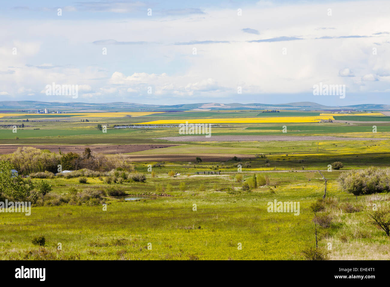 Raps-Felder und Äcker in Camas Prairie, Idaho Grafschaft, Idaho im Frühjahr. Stockfoto
