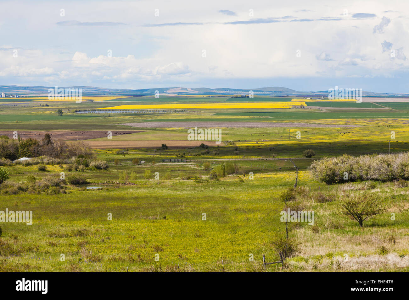 Raps-Felder und Äcker in Camas Prairie, Idaho Grafschaft, Idaho im Frühjahr. Stockfoto