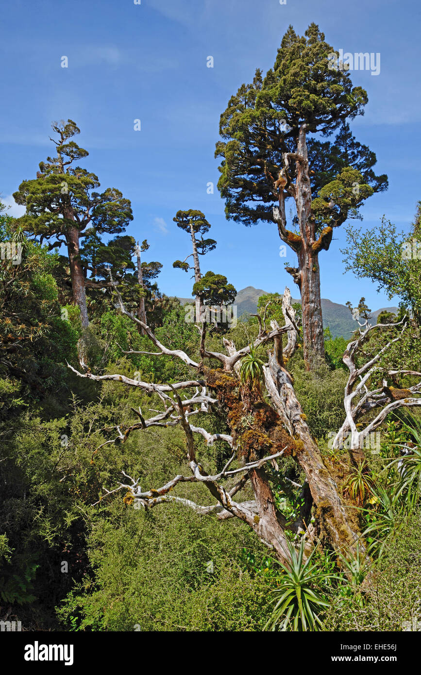 New Zealand Zeder dominiert einen Patch von alpine Urwald Stockfoto