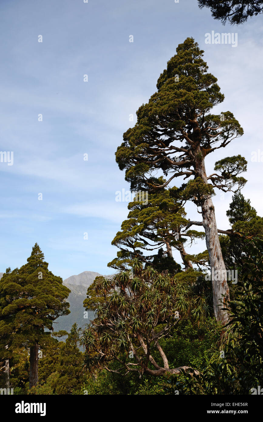 New Zealand Zeder dominiert einen Patch von alpine Urwald Stockfoto