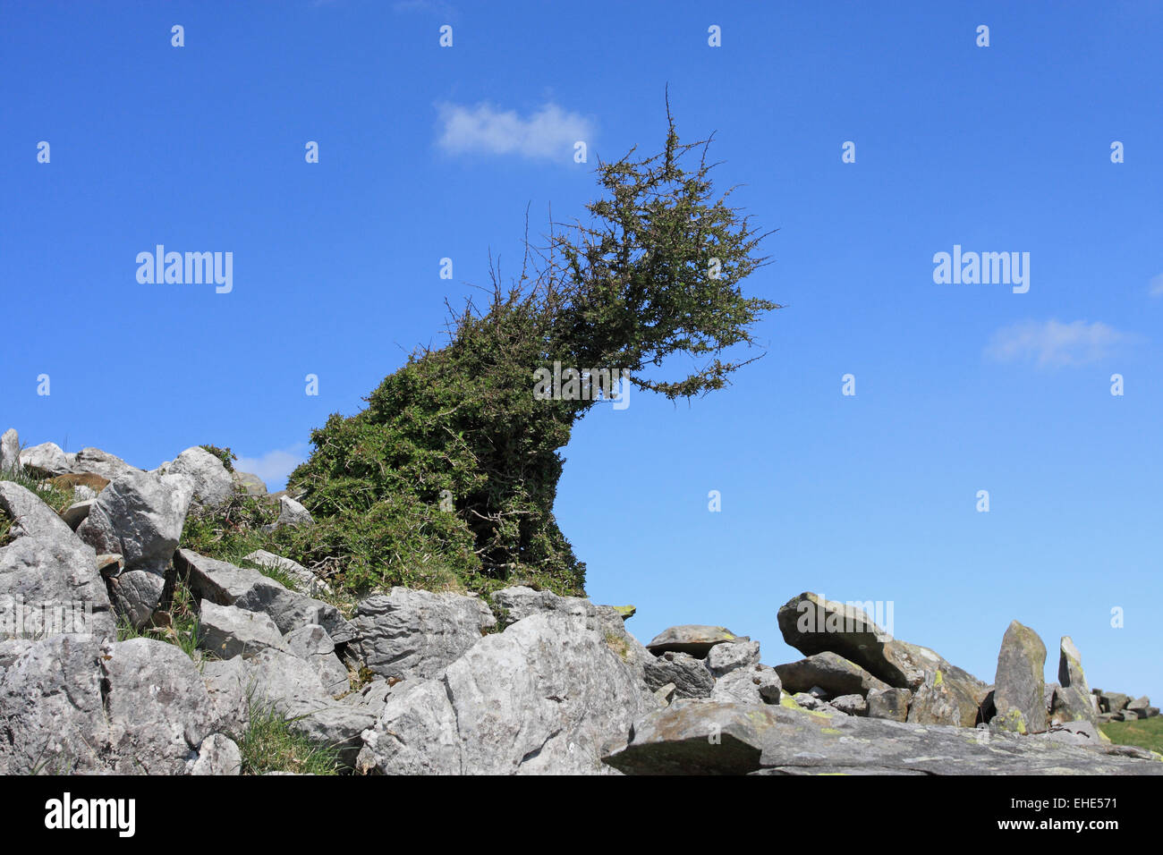 Vorherrschende Winde verursachen schrägen Wachstum auf den Fjälls / Yorks Dales NP / UK Stockfoto