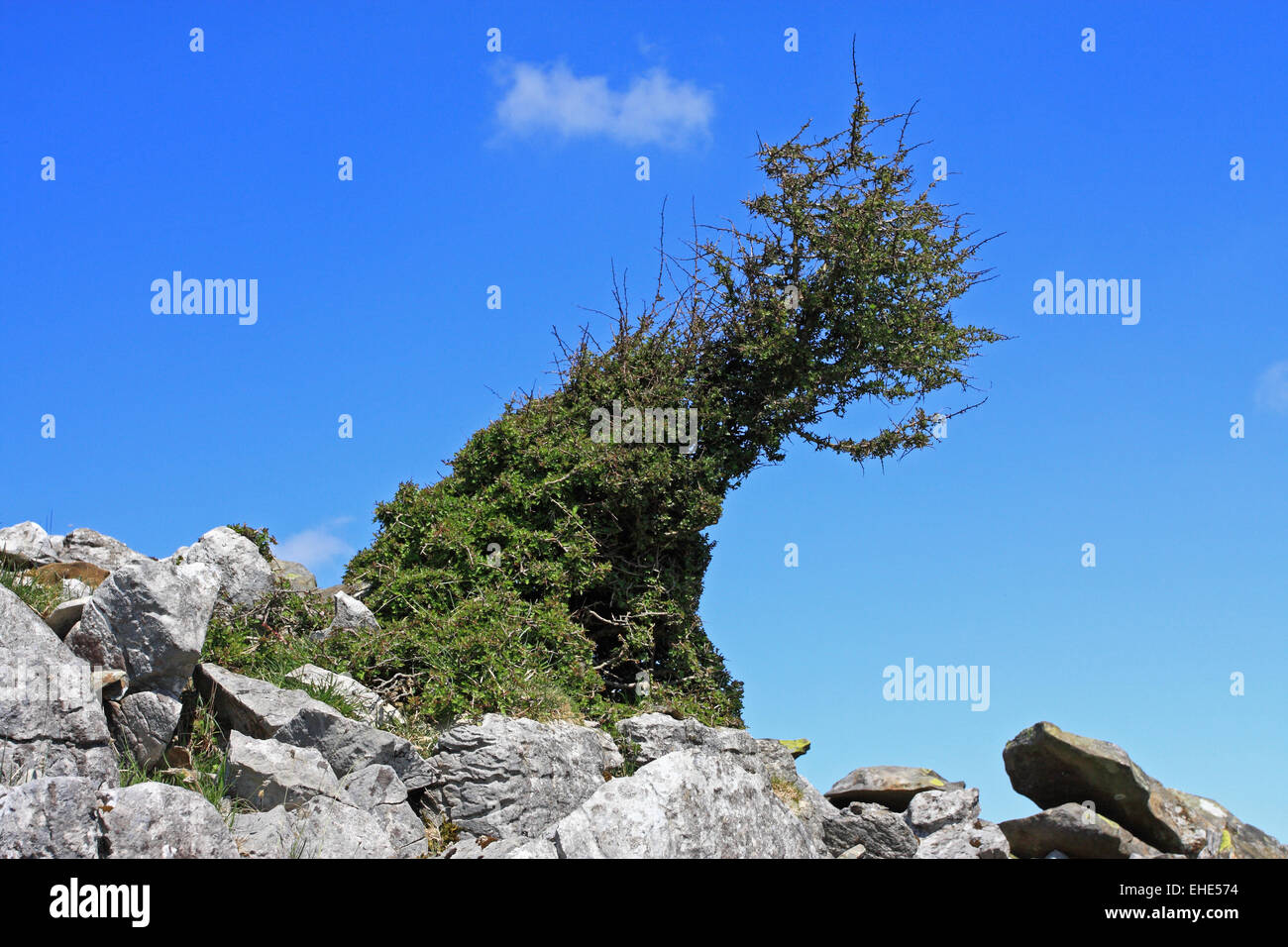 Vorherrschende Winde verursachen schrägen Wachstum auf den Fjälls / Yorks Dales NP / UK Stockfoto