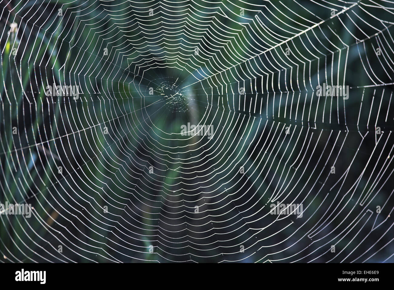 Spinnennetz im Gegenlicht Stockfoto