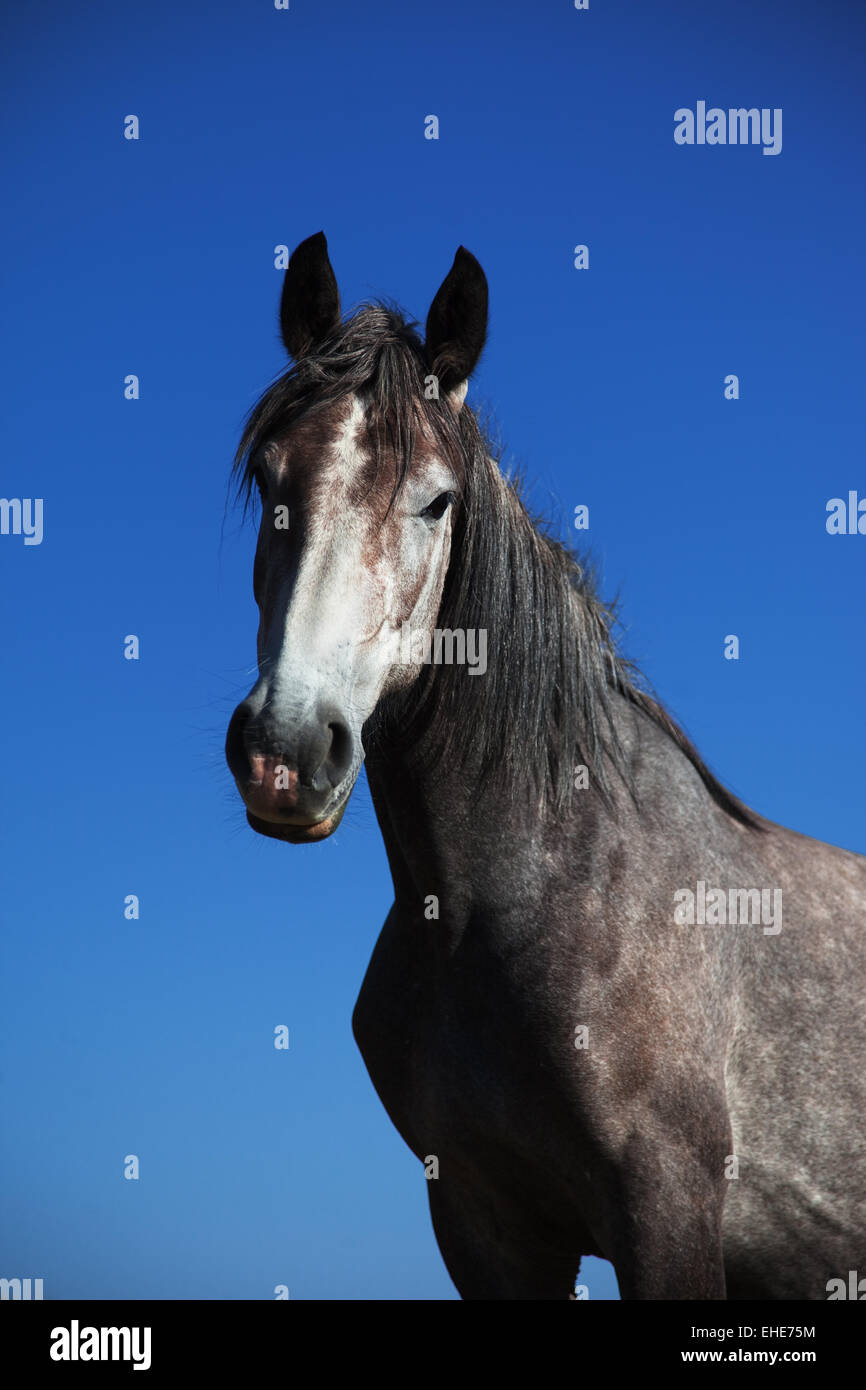 Graues Pferd Porträt Stockfoto