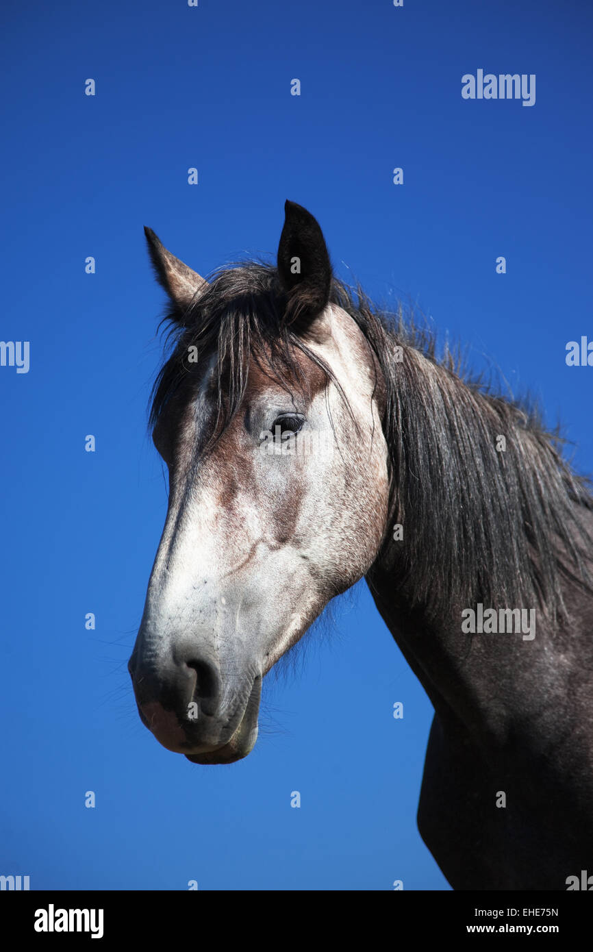 Graues Pferd Porträt Stockfoto