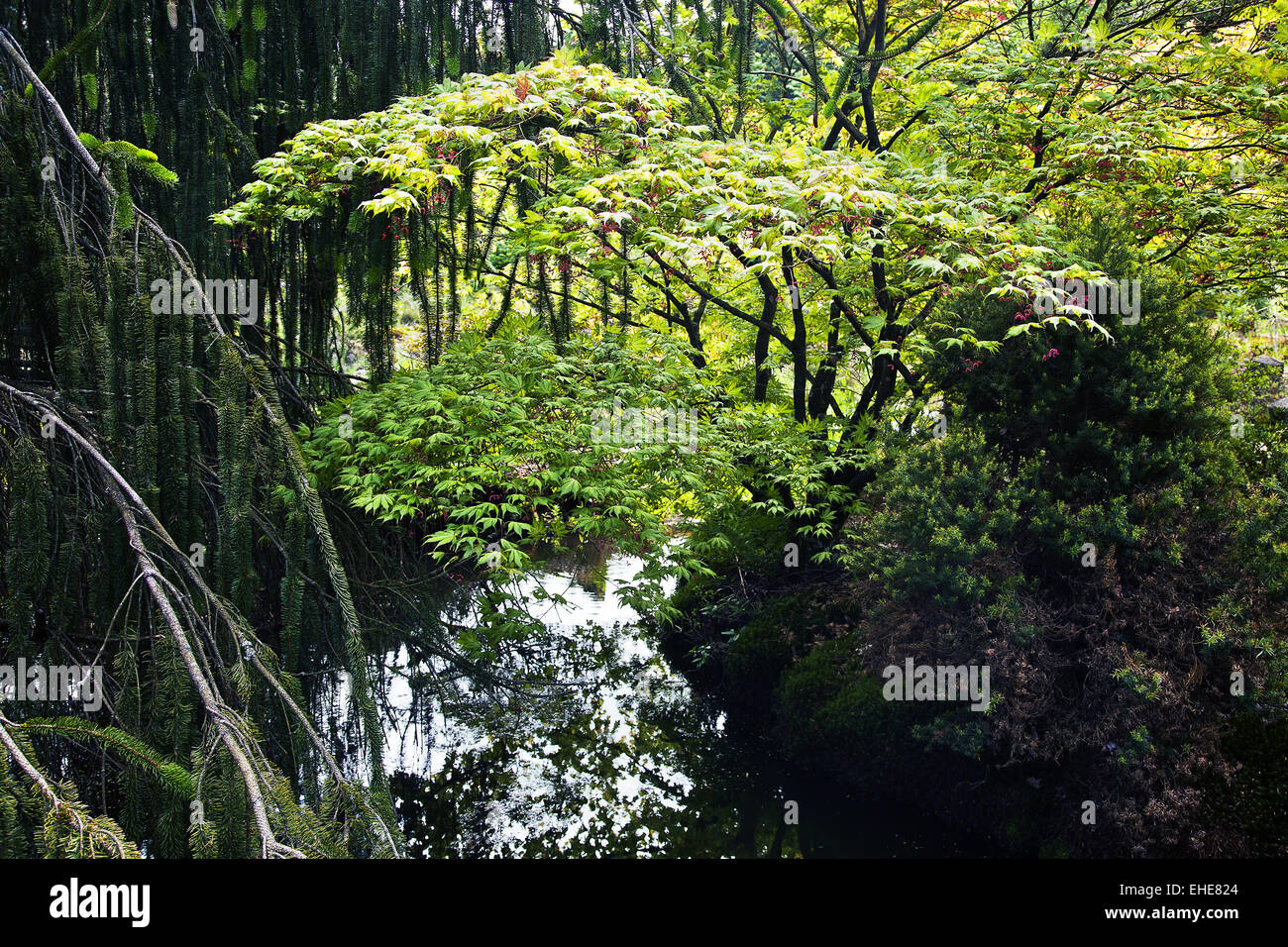Gondremer, Vogesen, Frankreich Stockfoto
