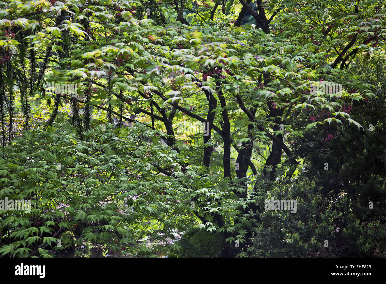 Gondremer, Vogesen, Frankreich Stockfoto