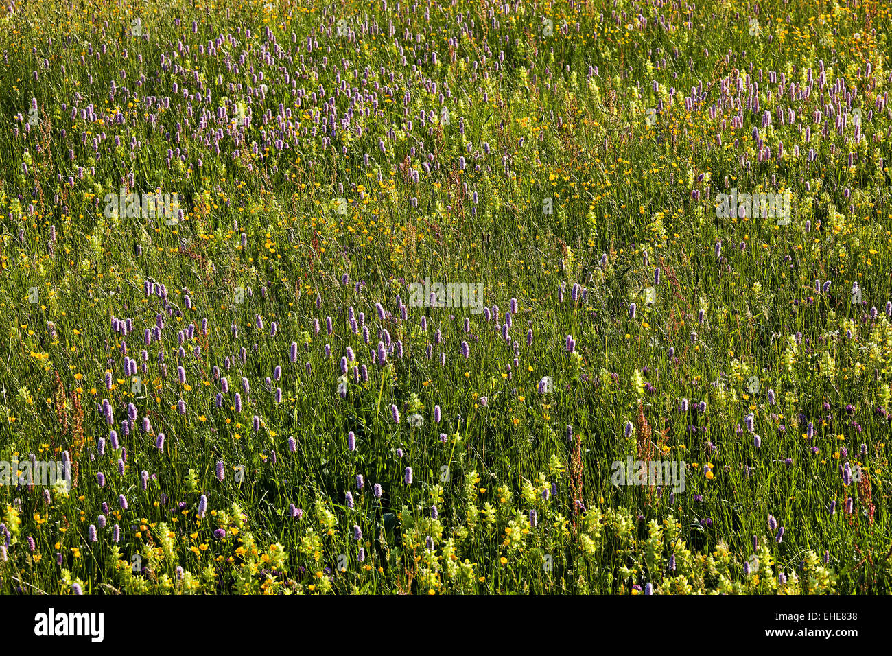 Frühlingswiese, Vogesen, Elsass, Frankreich Stockfoto