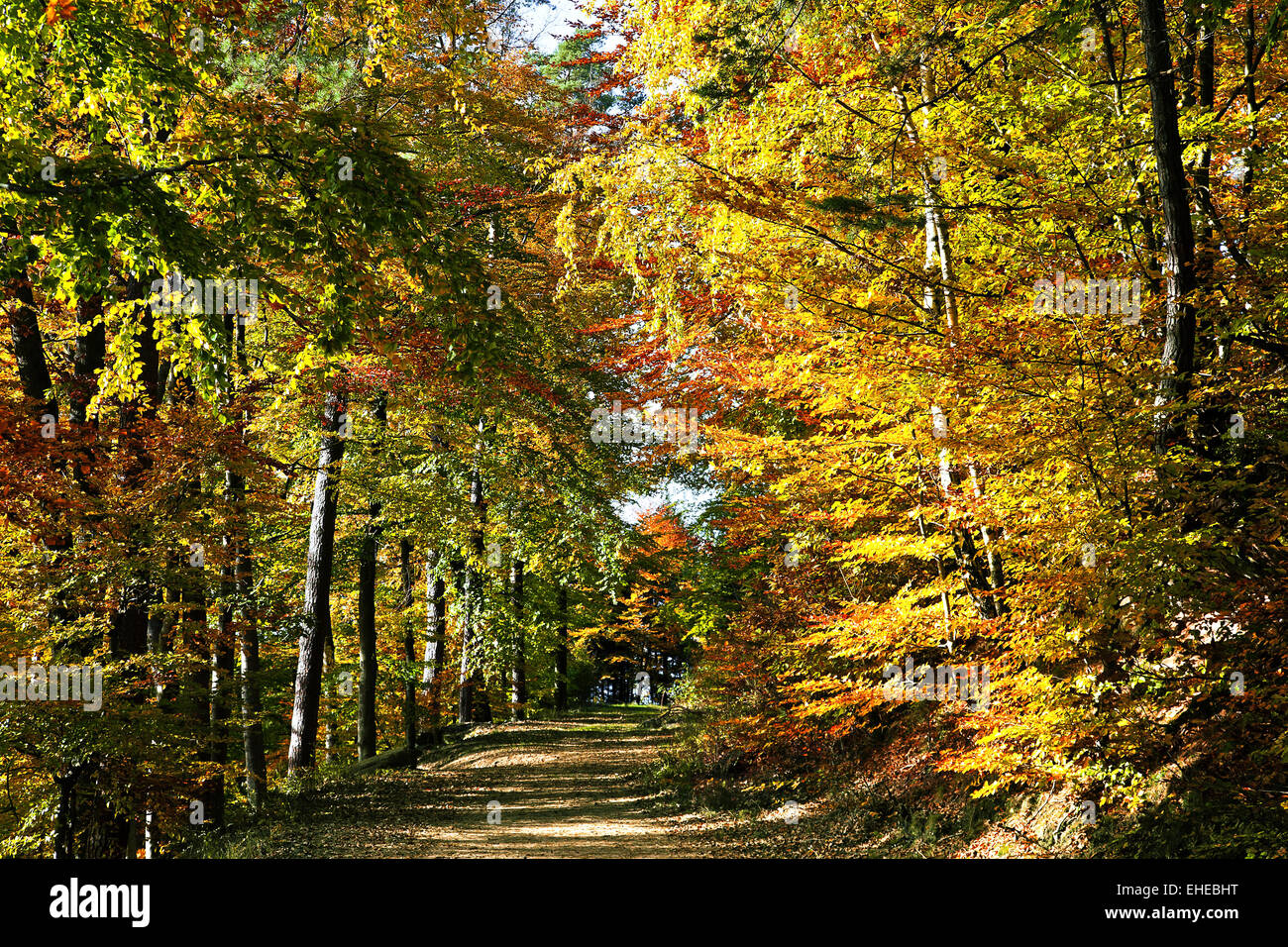 Herbstlichen Wald in den Vogesen, Elsass, Frankreich Stockfoto