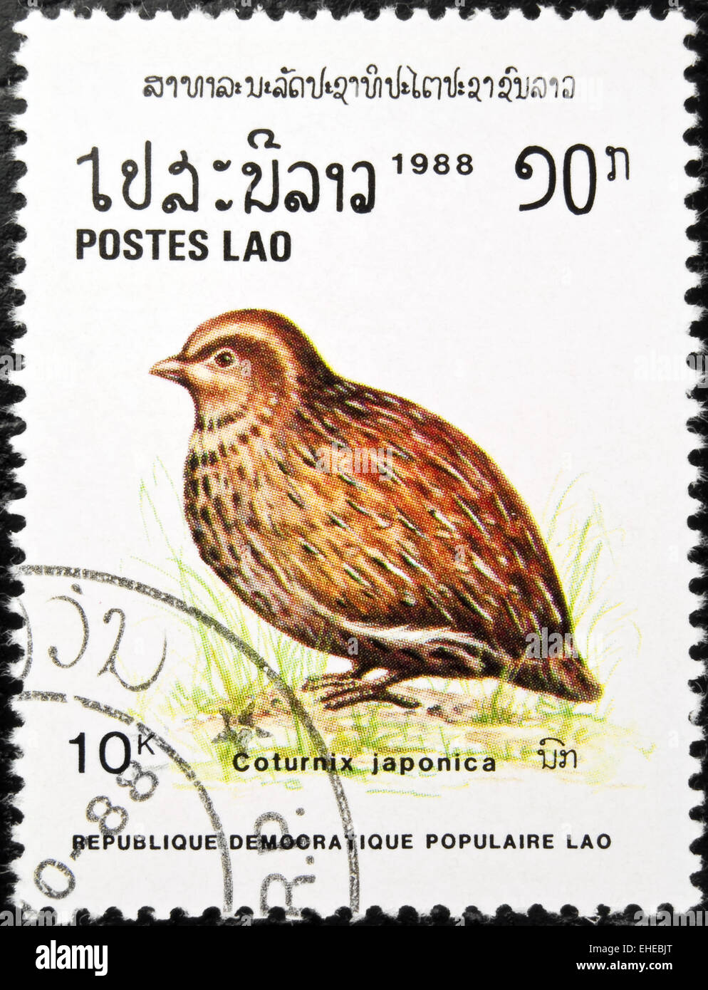 Japanische Wachteln Vogel Stempel. Stockfoto