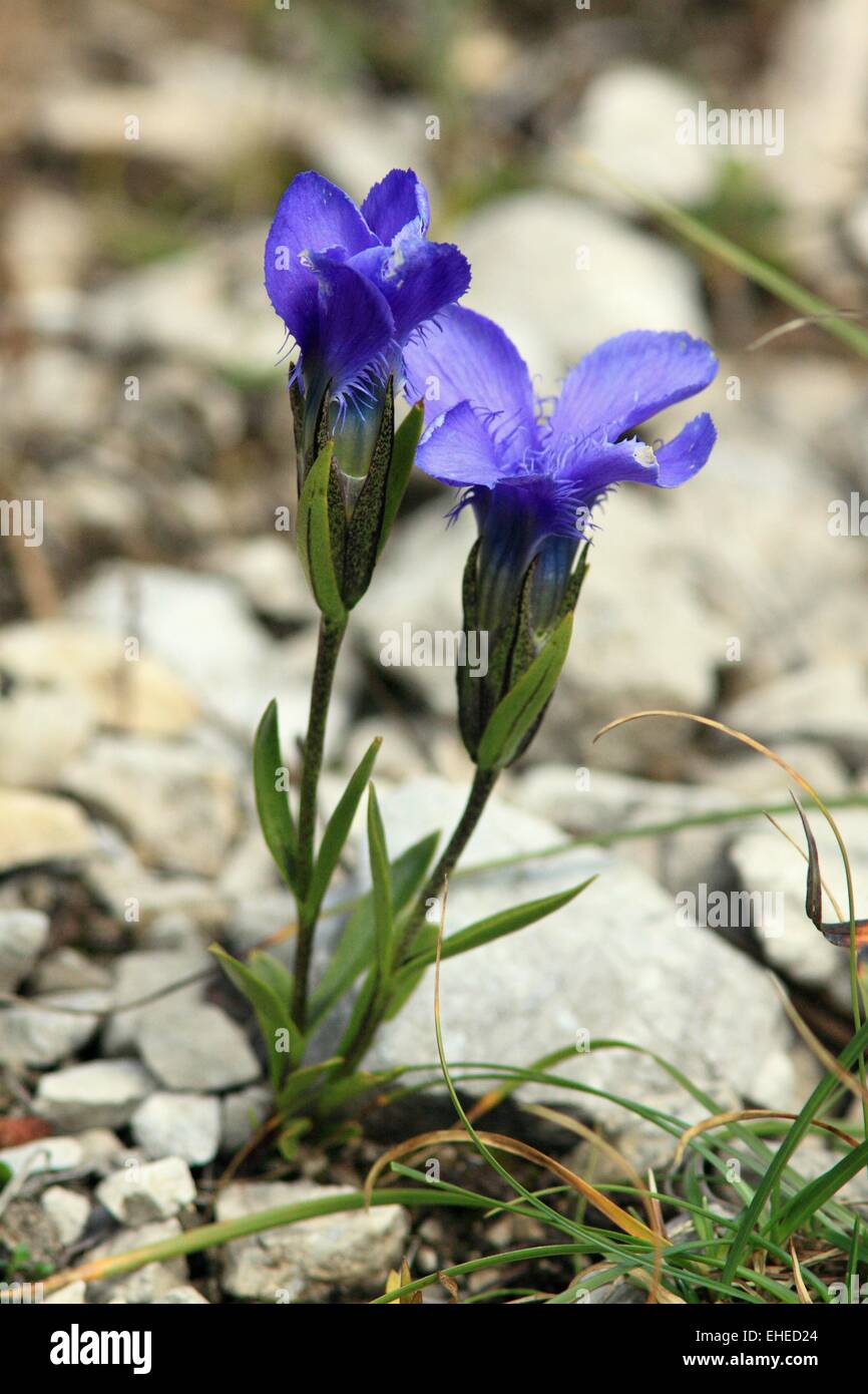 Fringed Gentian Stockfoto