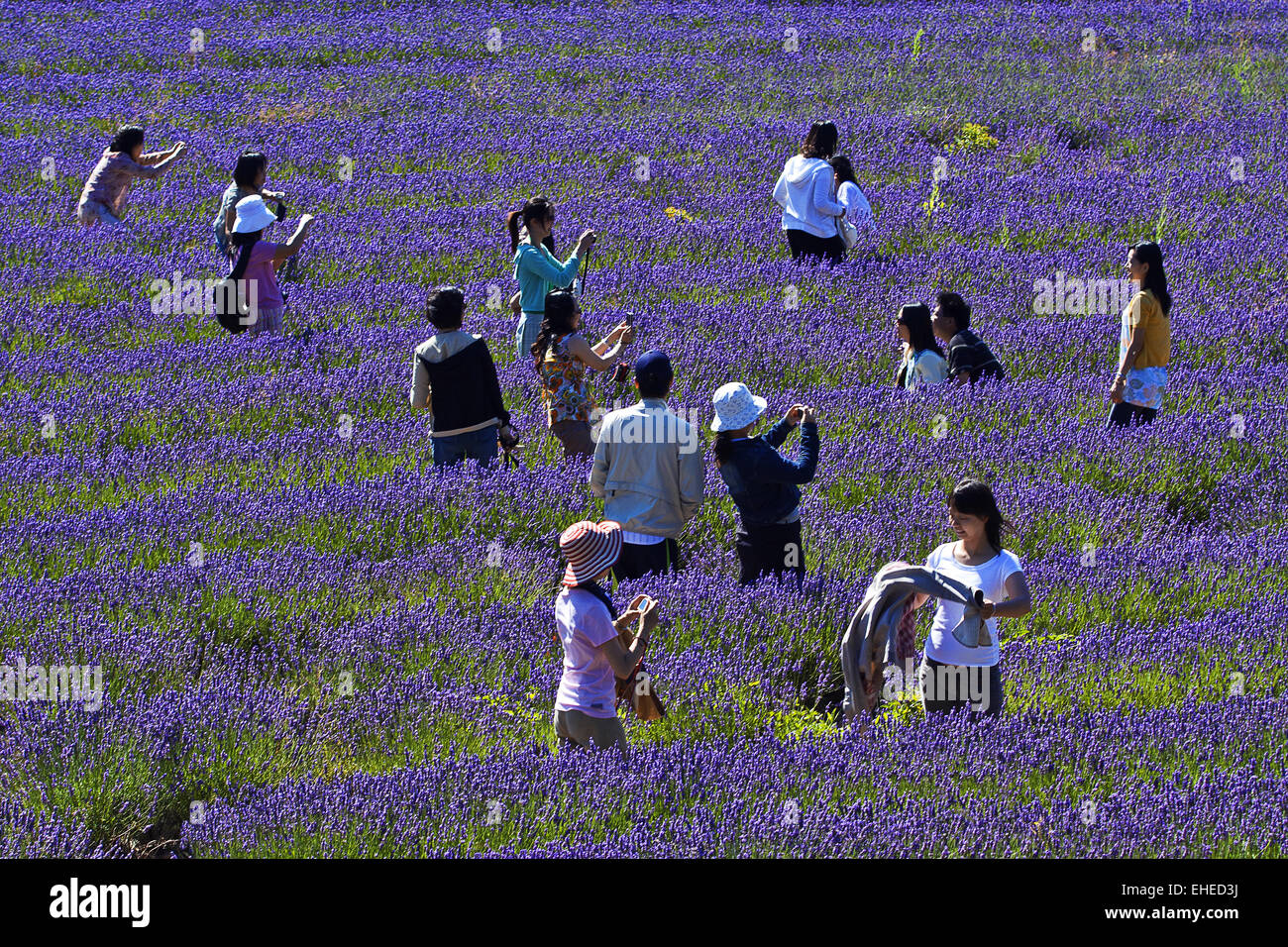 Touristen im Lavendelfeld, Provence, Frankreich Stockfoto