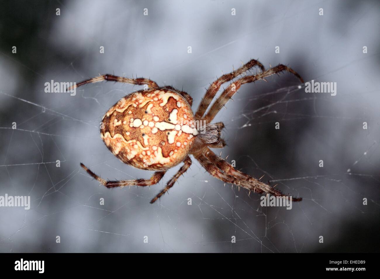 Orbweaver Kreuz Stockfoto