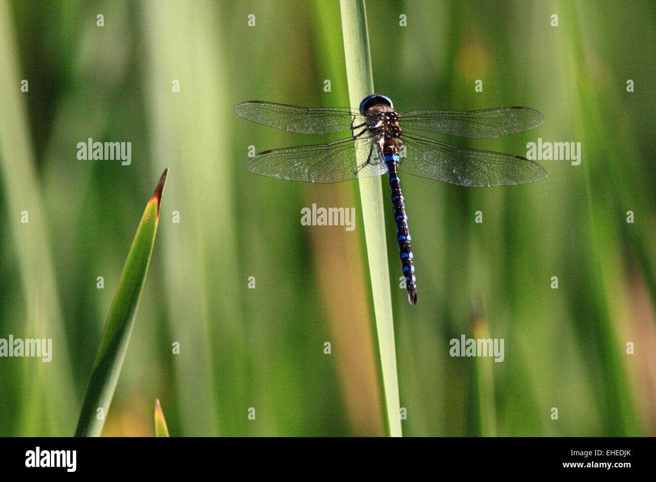 Migrationshintergrund Hawker Stockfoto