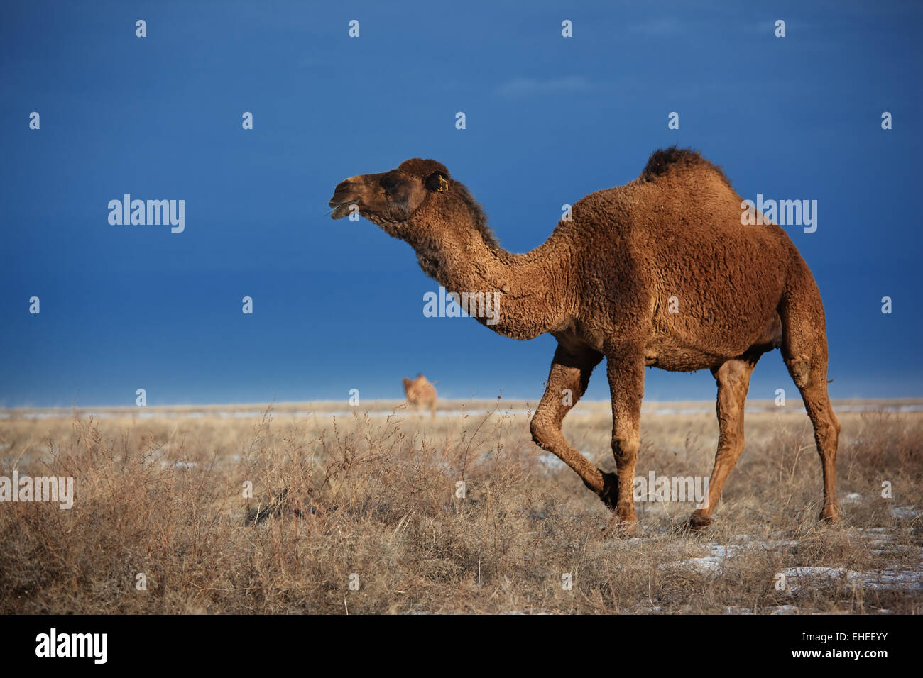Kamele auf Winter Wüste Stockfoto
