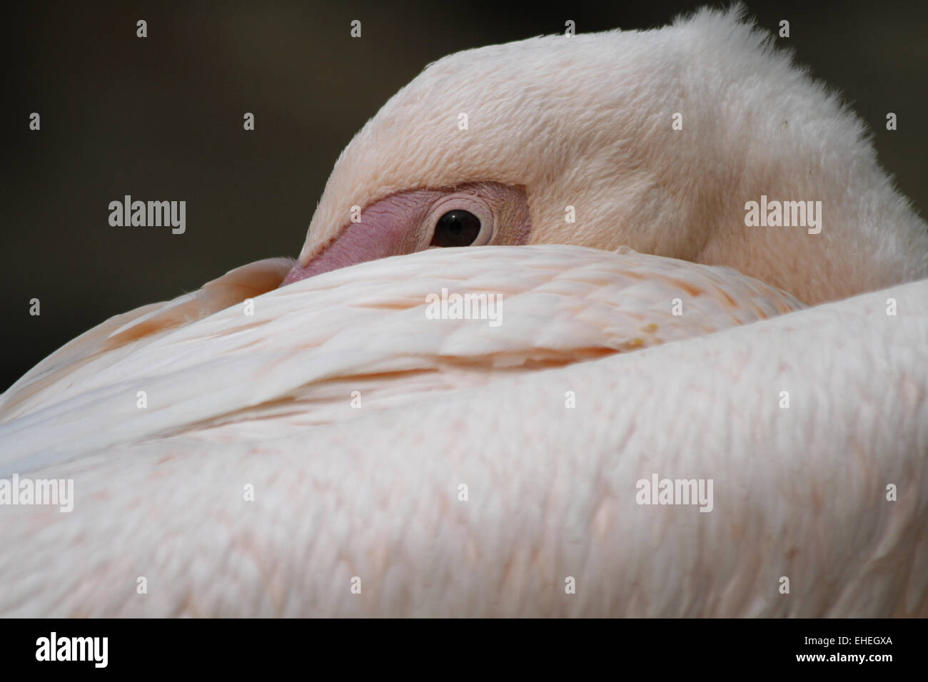 Östlichen weißer Pelikan Stockfoto