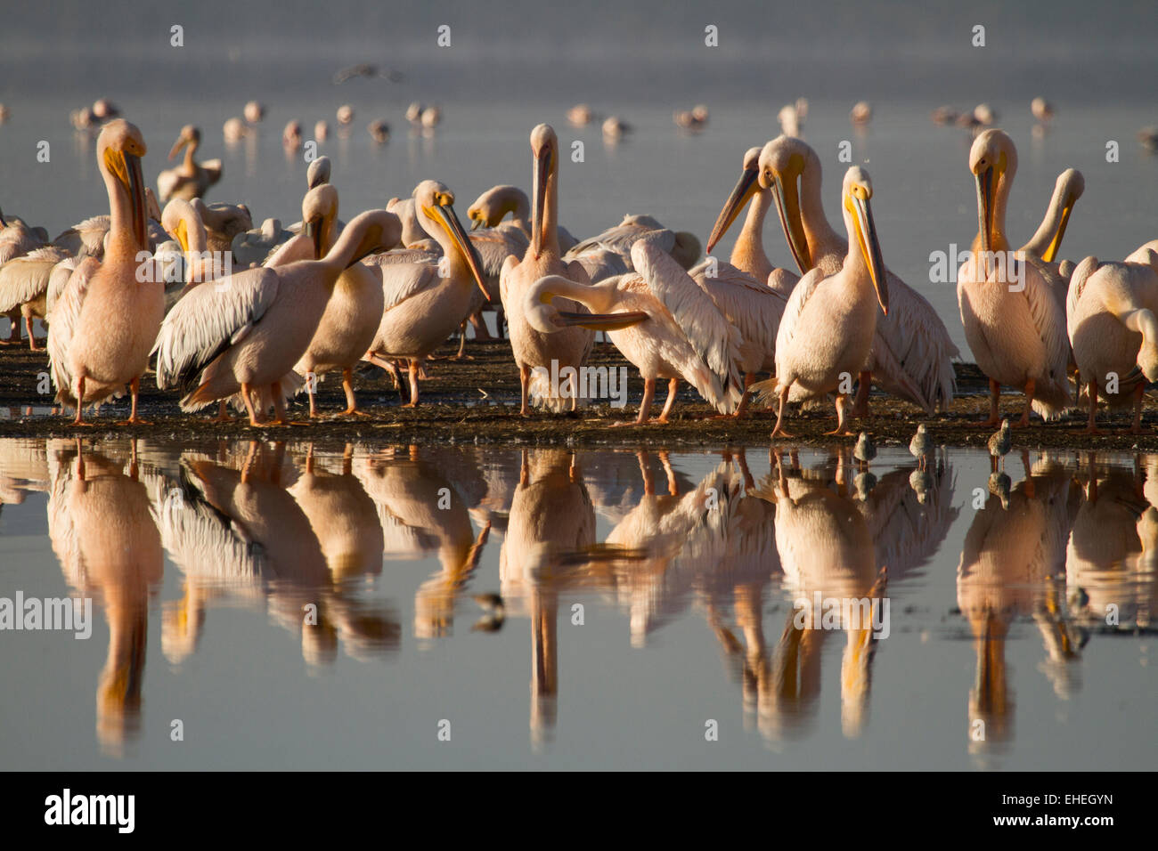 Große weiße Pelikane (Pelecanus Onocrotalus) pflegen mit Spiegelbild im See. Stockfoto