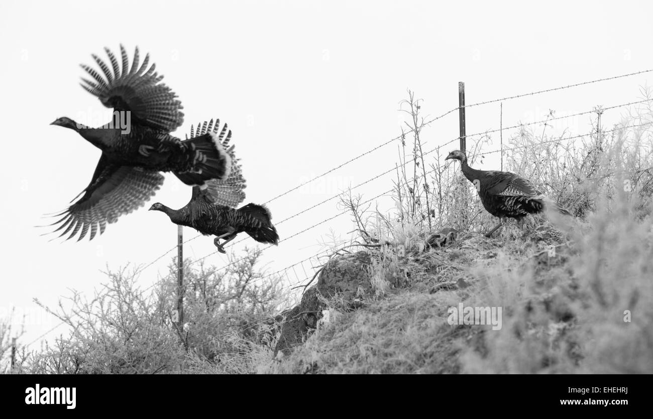 Spiel-Vögel fliegen in einer winterlichen Landschaft Stockfoto
