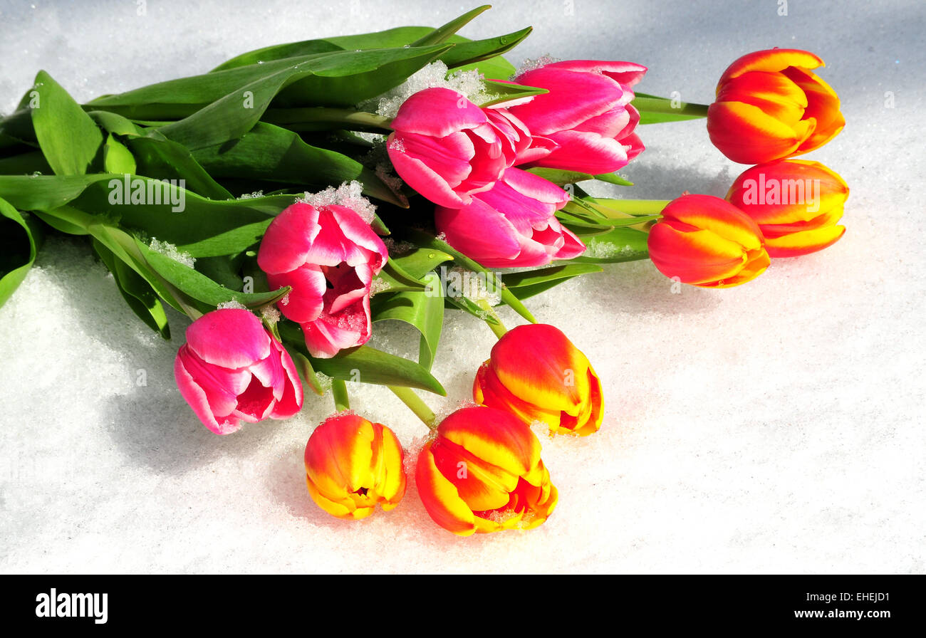 Tulpen Frühlingsblumen im Schnee Stockfoto