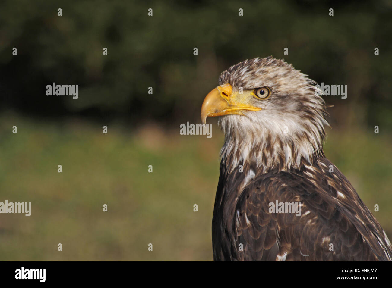 American Eagle Stockfoto