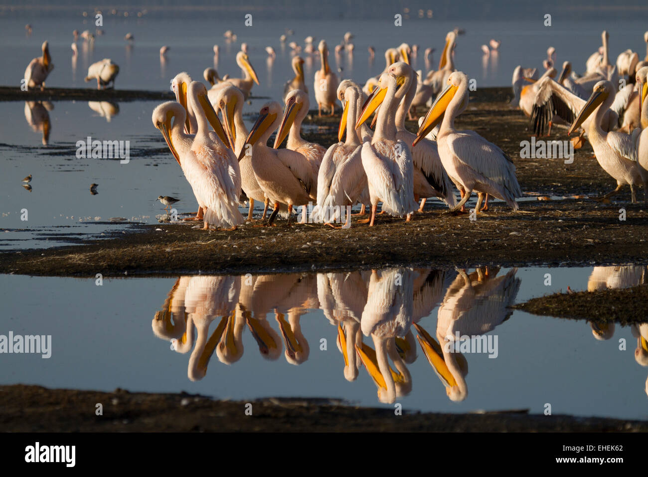 Große weiße Pelikane (Pelecanus onocrotalus) Stockfoto