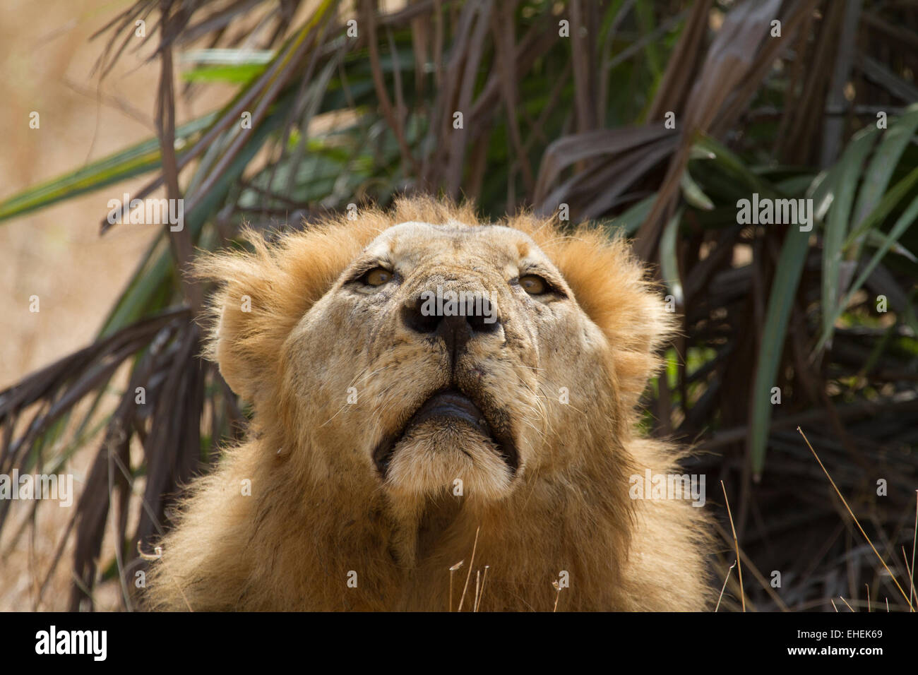 Löwe (Panthera Leo) schnuppern Stockfoto