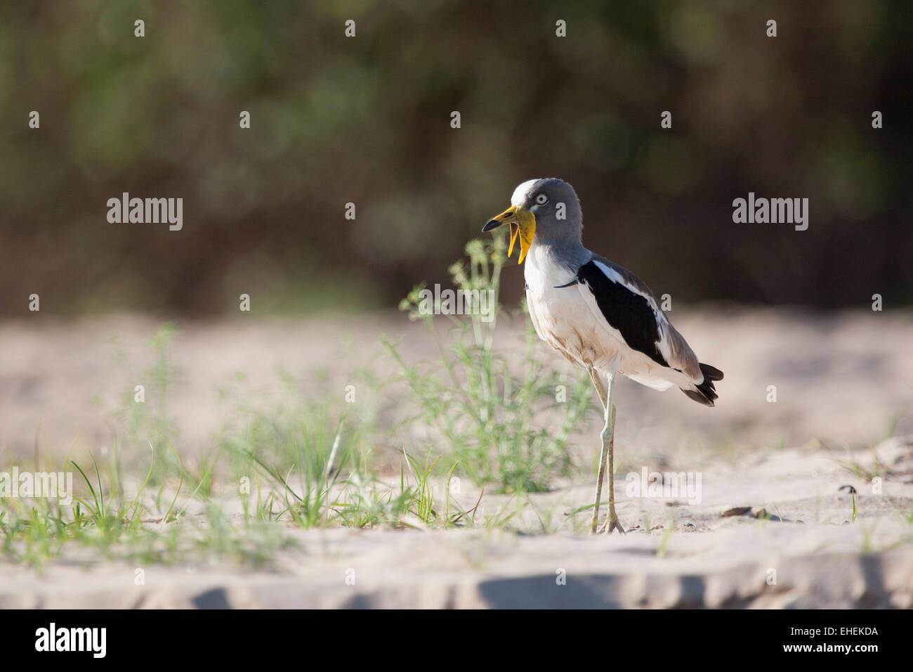 Weiß gekrönt Kiebitz, gescheckte Kiebitz, gescheckte Regenpfeifer oder weiß gekrönt Regenpfeifer (Vanellus Albiceps) Stockfoto