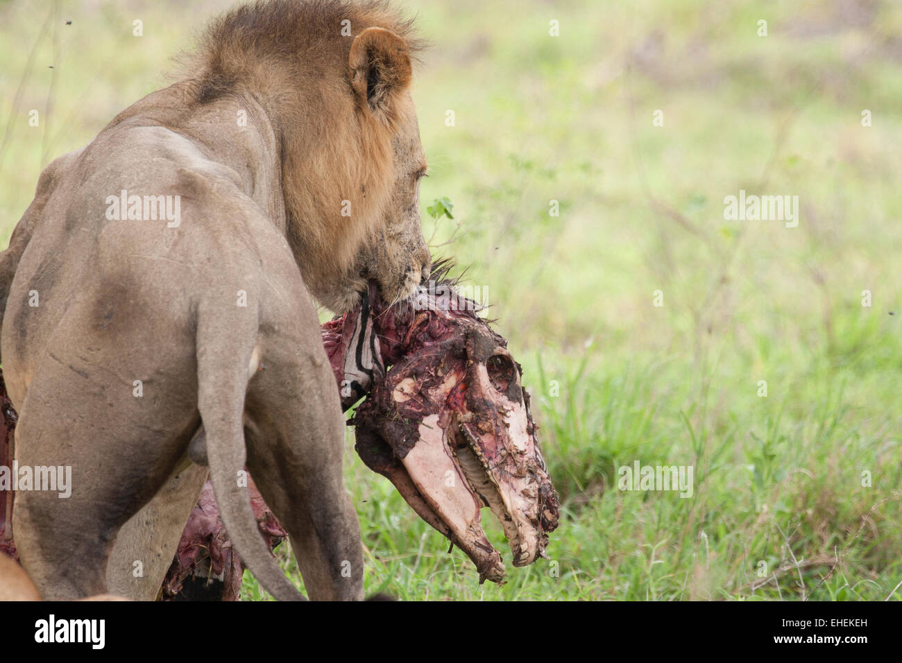 Löwe mit einem Zebra-Karkasse (Panthera Leo) Stockfoto