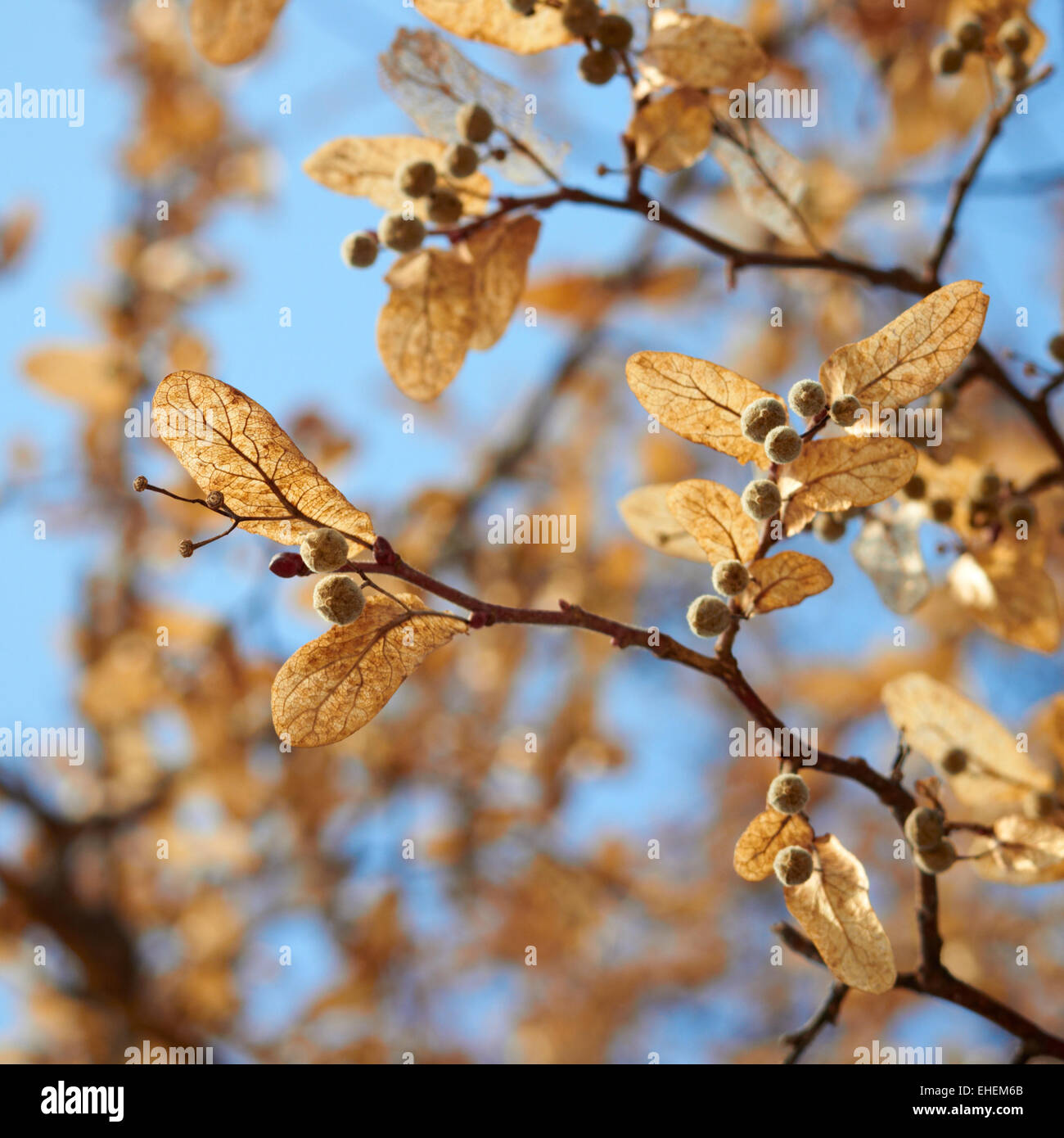 Nahaufnahme von Linden Baumsamen. Frühjahrssaison. Stockfoto