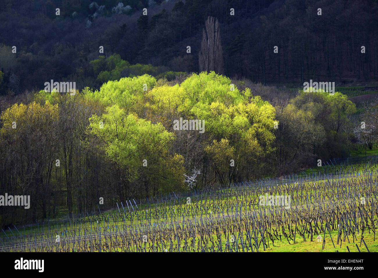 Spring Grove und Weinberg, Elsass, Frankreich Stockfoto