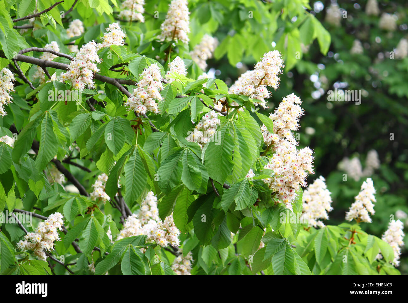 blühende Kastanien Baum Stockfoto